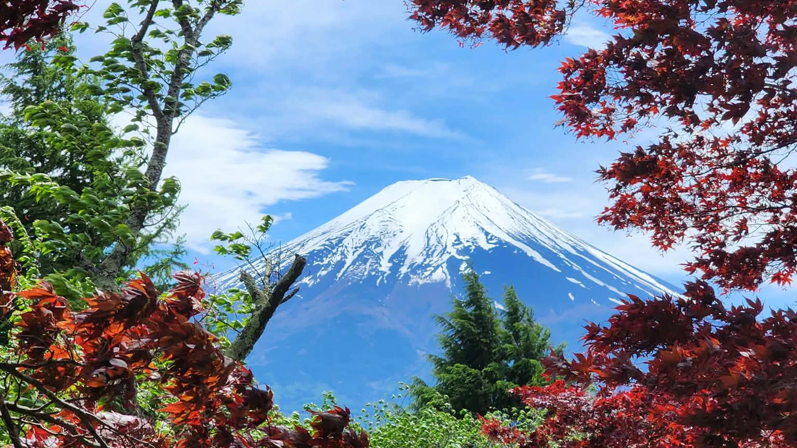 Le mont Fuji entouré d'érables aux couleurs d'automne